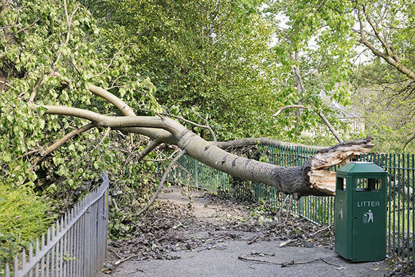 Damaged tree removal services