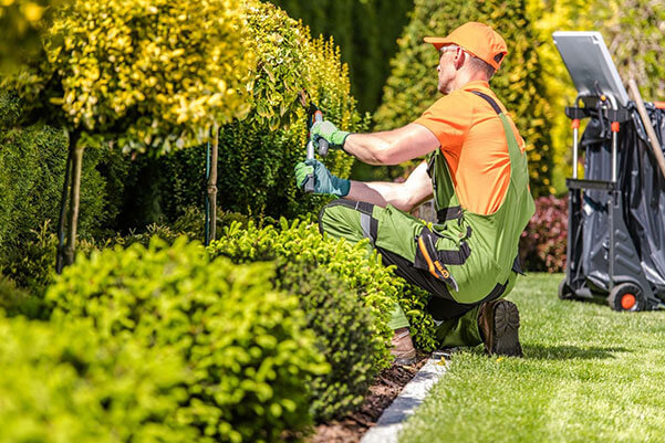 Lawn Care and Maintenance