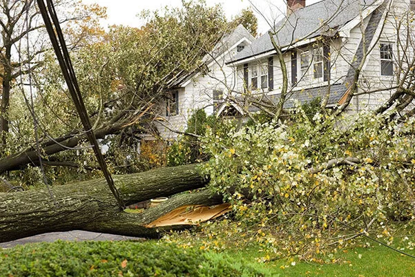 AC Landscaping Ltd.|Tree Removal